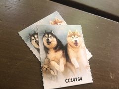 -TrueLove @ Neverland (Husky Cafe)