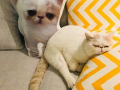 -阿一猪红汤(东风西路店)