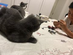 -伟伟宠物医院·CT影像中心·瑞派犬猫综合性门诊(汉口总院)
