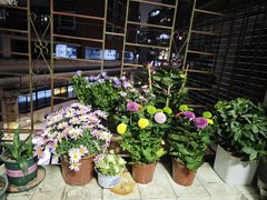 -溪岸路花鸟市场