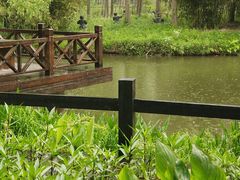 -合肥滨湖国家森林公园