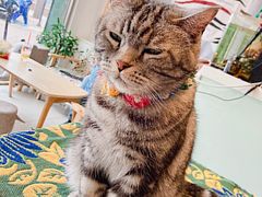 -平行世界·猫咖(首经贸店)