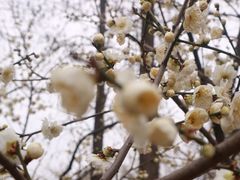 -无锡梅园公园