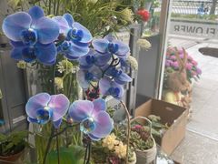 -FEI FEI FLOWER鲜花店·气球派对·宝宝宴布置(虹口德必运动Loft店)
