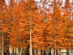 -白鹭湾湿地公园