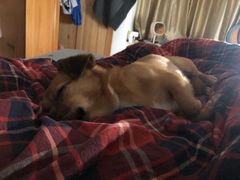 -安安宠医宠物医院·异宠·犬猫内科(岳阳分院)