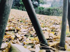 -成都杜甫草堂博物馆
