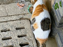 -龙华寺
