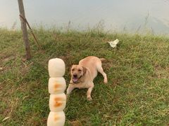 -梁子湖东篱老屋生态庄园