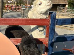 -合肥滨湖国家森林公园