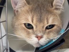 -宠颐生宠物医院·异宠猫科内科·诊疗中心宠巢店