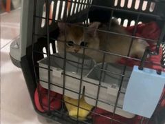 -纳吉亚猫专科动物医院博雅分院