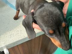 -心仪动物医院·牙专科·肿瘤·心脏科(西客站院)