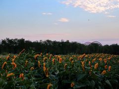 -艾溪湖湿地公园