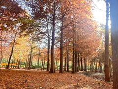 -上海海湾国家森林公园