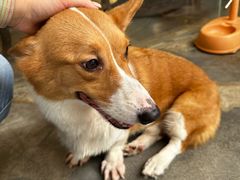 -more than meow吴止猫主题餐厅(承德 中船汇店)