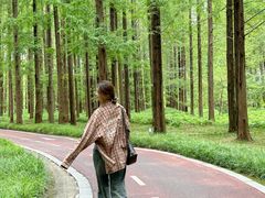 -黄海国家森林公园