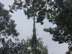 -中国科学院西双版纳热带植物园