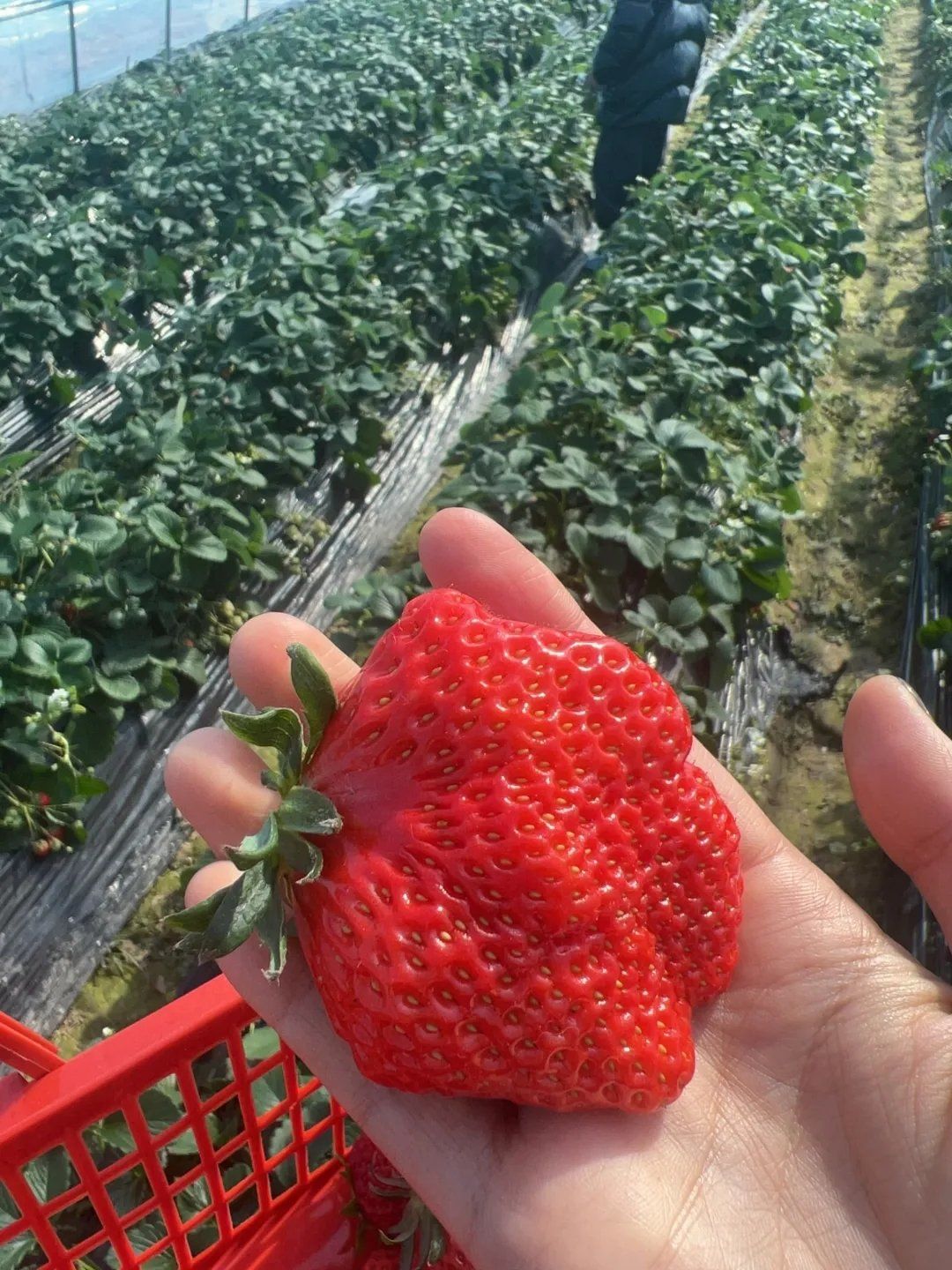 采摘草莓#采草莓#农家采摘乐#农家乐#采摘#农场采摘#葡萄采摘#采摘