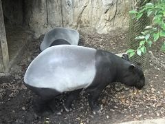 -清迈夜间动物园