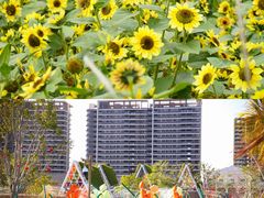 -江门古劳水乡旅游区