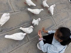 -天津妈祖文化园