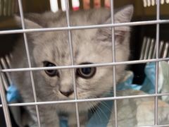 -四月宠物医院·猫专科·心脏专科·内科(转塘店)