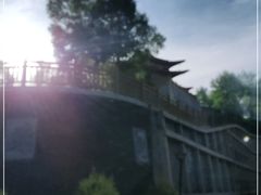 -塔尔寺-菩提树