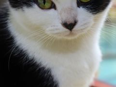 -喵屿·大理花园猫咖