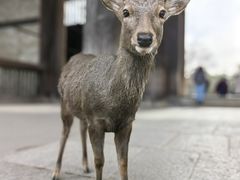 -奈良公园