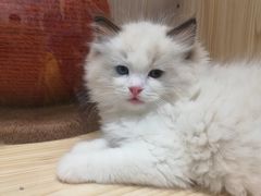 -屋虎猫馆(宝安大仟里店)