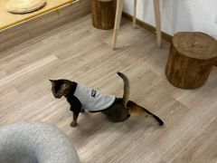 -柴迷FANS CLUB·柴犬狗咖·猫咖