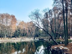 -上海共青森林公园