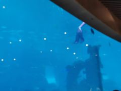 -海棠湾洲际-涛·海底餐厅·美人鱼·自助餐·海底隧道