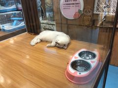 -龟与熊猫宠物公园(南坪店)