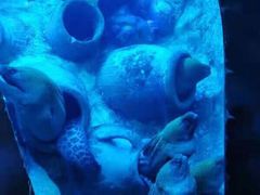 -太平洋海底世界