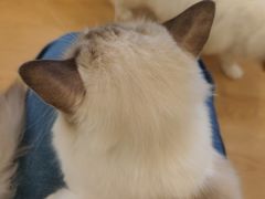 -有喵·猫咖·狗咖·30几只猫10只小狗(岗厦店)