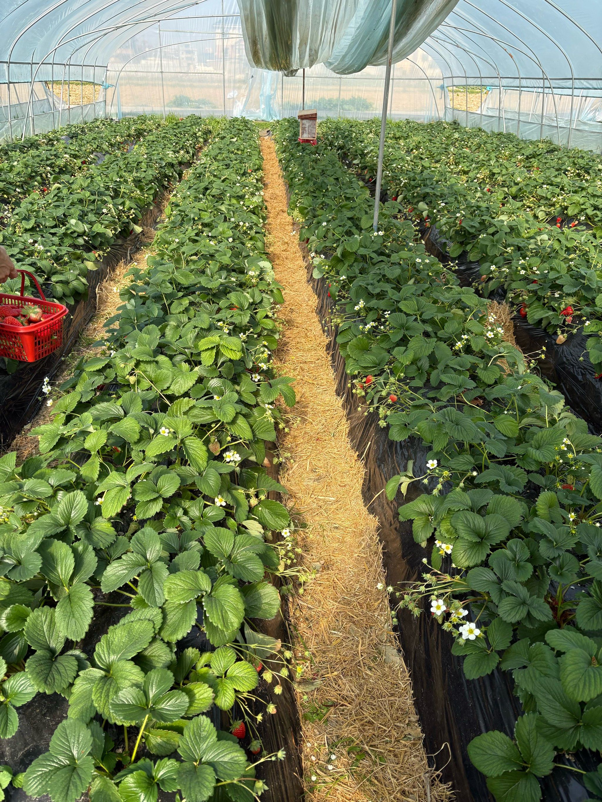 草莓园里摘草莓🍓