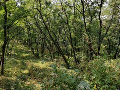 -抚顺煤矿博物馆