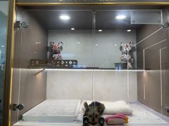 -翊宠yipet猫狗购宠庄园犬舍•猫舍