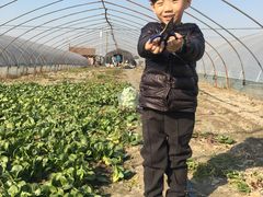 -喜杨洋草莓采摘园