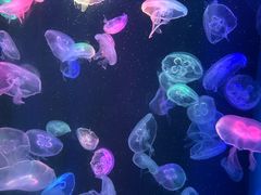 -海合安成都极地海洋公园