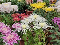 -上海共青森林公园