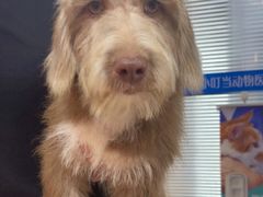 -小叮当动物医院·骨科·眼科