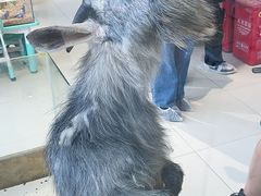 -怪兽屋·羊驼·猫咖·狗咖(俊华广场店)