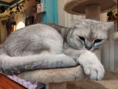 -猫小院猫主题咖啡厅(北锣店)