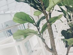 景观位-叶子与茶(苏宁广场店)
