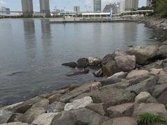 -台场海滨公园船码头