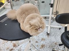 -momokira米努特·德文卷毛猫·棉花面纱犬