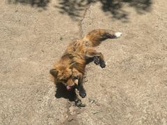 -宫城藏王狐狸村